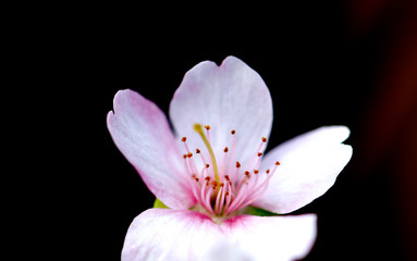 さくら　サクラ　桜　四季桜　姫桜　さくらの花