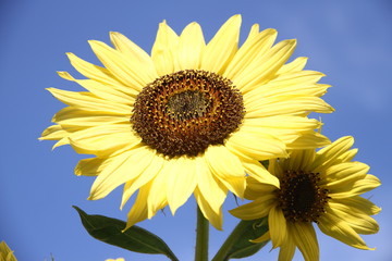 Naklejka premium organic yellow sunflower flowers on sky blue sky background