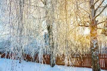 winter landscape sun shines through trees
