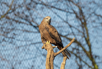 bird of prey