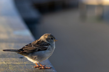 Sparrow enjoying the sun on a wall