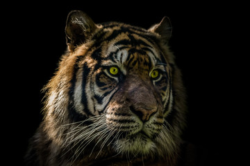portrait of an Asian tiger