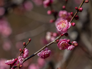 ピンクの梅の花　暗い背景