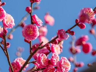 ピンクの梅の花　青空