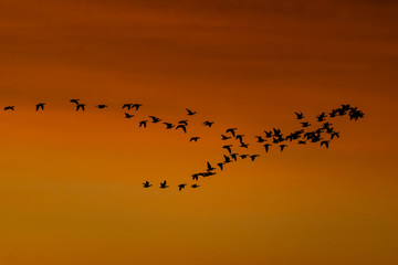 flock of crows against the sky