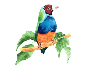 Amadina watercolor