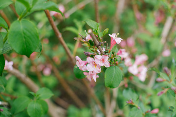 Pink flowers Bush weigela on the branches in the spring