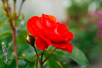 Beautiful red rose blooms in the summer garden