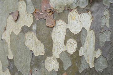 plane tree bark