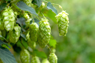 Green hop cones for beer and bread production, closeup. Detail hop cones in the hop field....