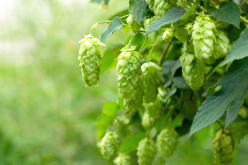 Green hop cones for beer and bread production, closeup. Detail hop cones in the hop field. Agricultural background