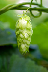 Green hop cones for beer and bread production, closeup. Detail hop cones in the hop field....