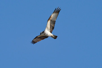 Fototapeta na wymiar osprey in flight