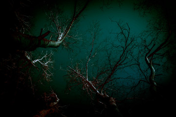 Abstract background in horror style. Bloody surrealistic scary black creepy mystical curved silhouettes of tree branches in the forest lit by a ghostly moon mysterious light, gloomy dark night sky