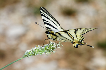 The scarce swallowtail butterfly from Biokovo nature park, Croatia