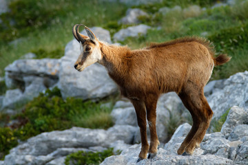 Fototapeta premium Chamois in Biokovo nature park, Croatia