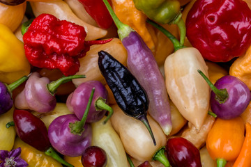 Colourful harvest of various peppers
