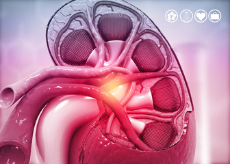 Human kidney cross section on science background. 3d render.