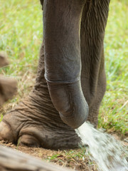 Asian elephant penis