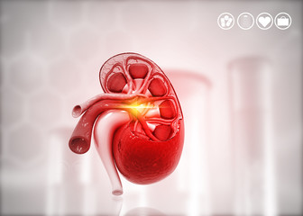 Human kidney cross section on science background. 3d render.