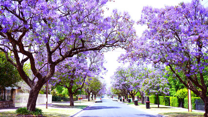 Beautiful purple flower Jacaranda tree lined street in full bloom. Taken in Allinga Street, Glenside, Adelaide, South Australia.