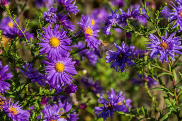 Purple  flowers