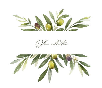 Watercolor vector banner of olive branches and leaves.