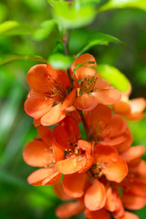 Blooming Japanese quince with bright flowers