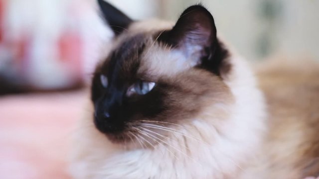 cute balinese siamese cat pet close up face with blue eyes, adorable.
