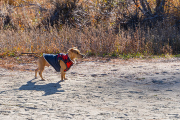 dog  in clother on a leash walking on sandy beach in autumn in sunny day