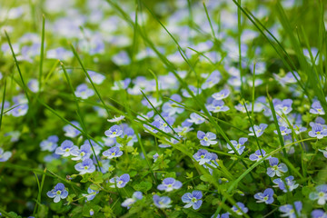 Blue flowers Veronica speedwell closeup