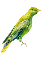 beautiful yellow bird on isolated white background, watercolor illustration
