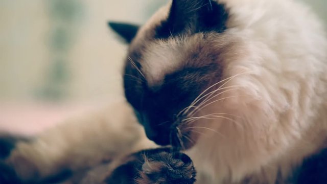 Beautiful cute home Balinese cat washes its face and paws.