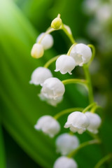 Fototapeta na wymiar Spring flower lily of the valley close-up