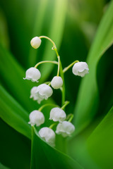 Spring flower lily of the valley close-up