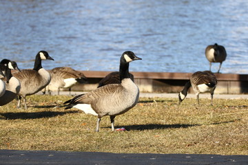 Canada geese on the waterfront in the city