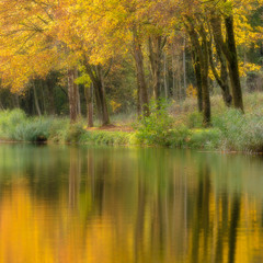 de Palingbeek in Zillebeke, Ypres bathes in autumn colors