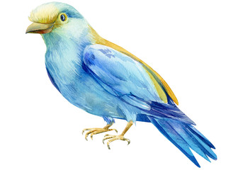 beautiful blue bird on isolated white background, European Roller, watercolor illustration