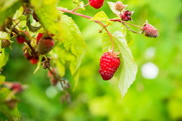 Branch with ripe raspberry in the garden. Selective focus. Shallow depth of field.