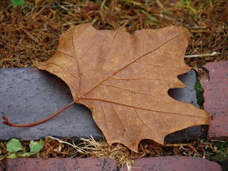 Fallen maple leaf on concrete brick in the ground