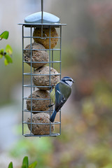 Mangeoire à oiseaux Mésange bleue sur une Boule de graisse