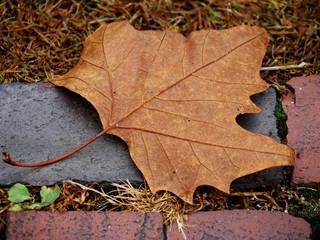 Close up of a fallen maple leaf on concrete brick