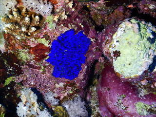 morze czerwone koral biały niebieski nurkowanie