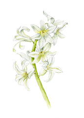 White blooming Hyacinth. Watercolor flower.