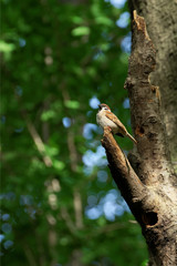 Eurasian tree sparrow perched on branch with nest hole