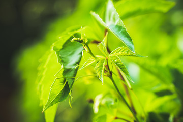 Parthenocissus tricuspidata (Virginia creeper) in the garden. Shallow depth of field.