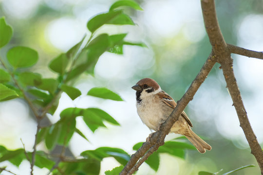 Eurasian tree sparrow on branch