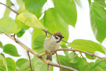 Eurasian tree sparrow on branch
