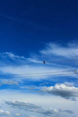 bird on wires against blue sky