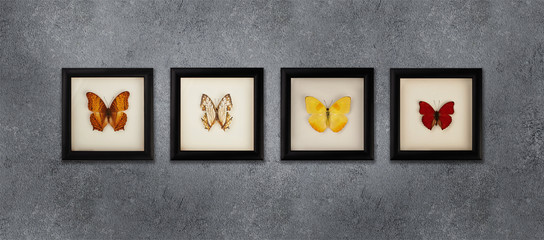 A collection of butterflies in frames under the glass on the gray wall